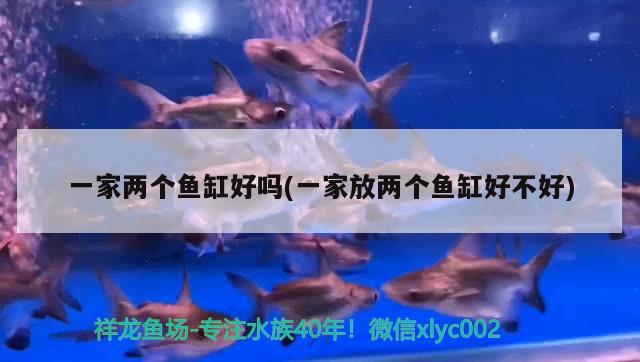 一家两个鱼缸好吗(一家放两个鱼缸好不好) 广州观赏鱼鱼苗批发市场 第2张