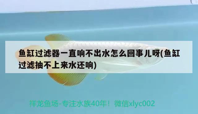 鱼缸过滤器一直响不出水怎么回事儿呀(鱼缸过滤抽不上来水还响)