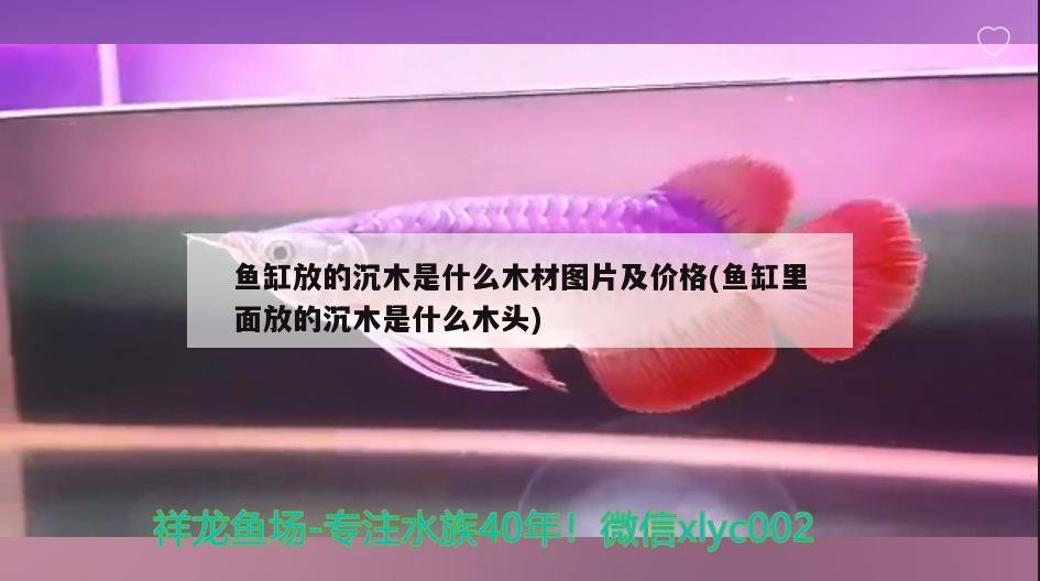 鱼缸放的沉木是什么木材图片及价格(鱼缸里面放的沉木是什么木头) 龙鱼百科