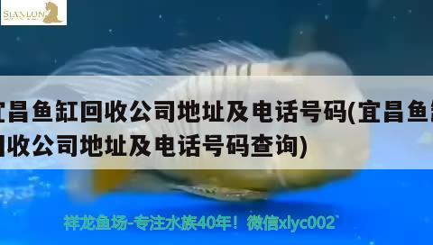 宜昌鱼缸回收公司地址及电话号码(宜昌鱼缸回收公司地址及电话号码查询)