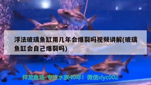 浮法玻璃鱼缸用几年会爆裂吗视频讲解(玻璃鱼缸会自己爆裂吗) PH调节剂