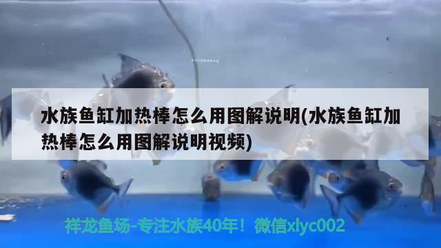 水族鱼缸加热棒怎么用图解说明(水族鱼缸加热棒怎么用图解说明视频)