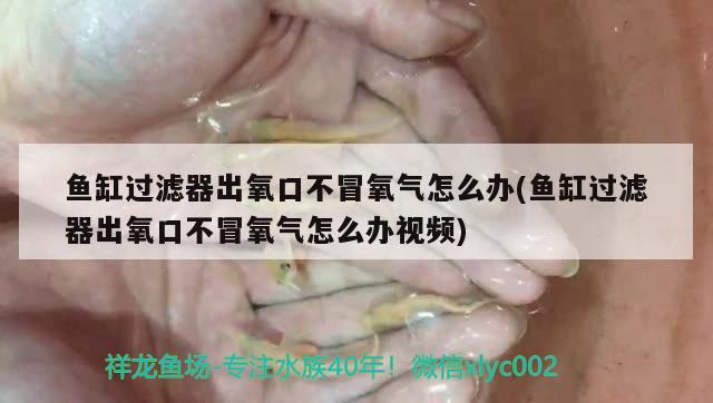 鱼缸过滤器出氧口不冒氧气怎么办(鱼缸过滤器出氧口不冒氧气怎么办视频)