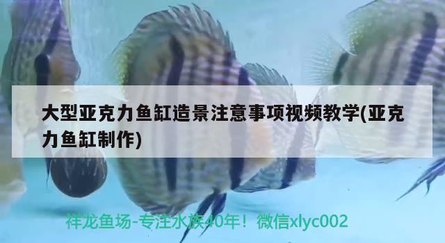 大型亚克力鱼缸造景注意事项视频教学(亚克力鱼缸制作) 金龙鱼粮