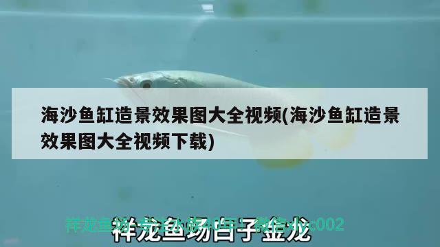 海沙鱼缸造景效果图大全视频(海沙鱼缸造景效果图大全视频下载) 广州龙鱼批发市场