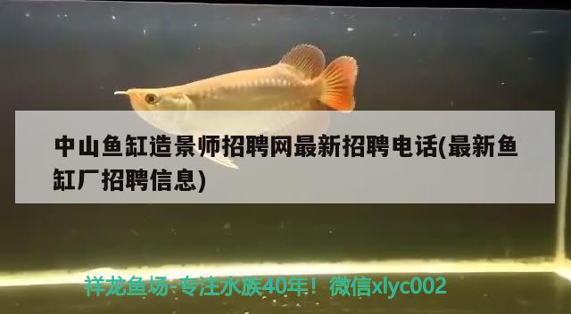 中山鱼缸造景师招聘网最新招聘电话(最新鱼缸厂招聘信息) 斑马鸭嘴鱼苗