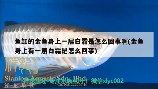 鱼缸的金鱼身上一层白霜是怎么回事啊(金鱼身上有一层白霜是怎么回事) 新加坡号半红龙鱼（练手级红龙鱼）