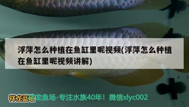 浮萍怎么种植在鱼缸里呢视频(浮萍怎么种植在鱼缸里呢视频讲解) 虎纹银版鱼