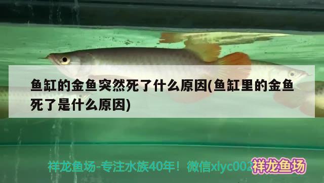 鱼缸的金鱼突然死了什么原因(鱼缸里的金鱼死了是什么原因) 白子球鲨鱼