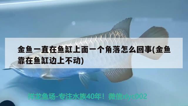 金鱼一直在鱼缸上面一个角落怎么回事(金鱼靠在鱼缸边上不动) 观赏鱼进出口