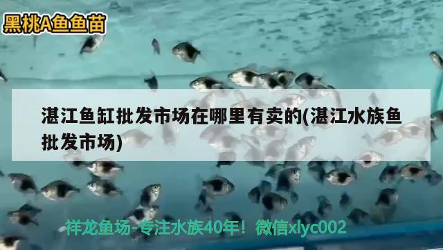 湛江鱼缸批发市场在哪里有卖的(湛江水族鱼批发市场)