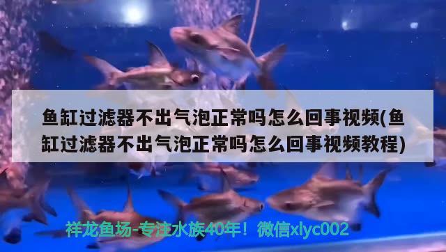 鱼缸过滤器不出气泡正常吗怎么回事视频(鱼缸过滤器不出气泡正常吗怎么回事视频教程) 祥龙进口元宝凤凰鱼