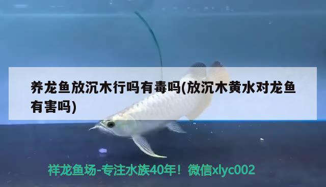 养龙鱼放沉木行吗有毒吗(放沉木黄水对龙鱼有害吗) 月光鸭嘴鱼苗