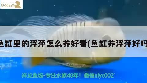 鱼缸里的浮萍怎么养好看(鱼缸养浮萍好吗)