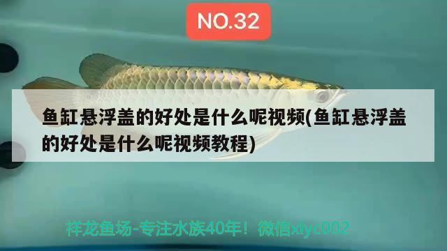 鱼缸悬浮盖的好处是什么呢视频(鱼缸悬浮盖的好处是什么呢视频教程) 白子银龙苗（黄化银龙苗）