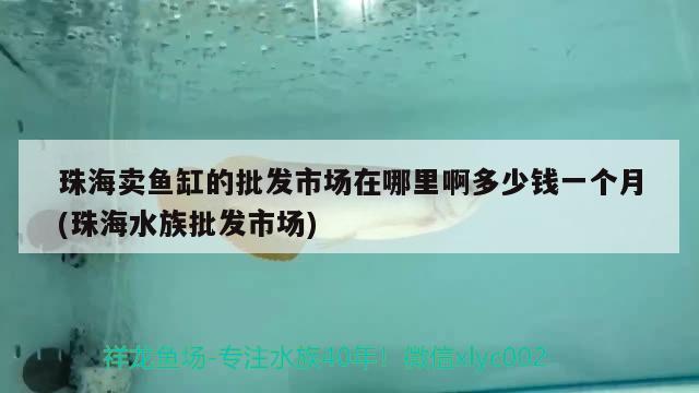 珠海卖鱼缸的批发市场在哪里啊多少钱一个月(珠海水族批发市场) 观赏鱼水族批发市场