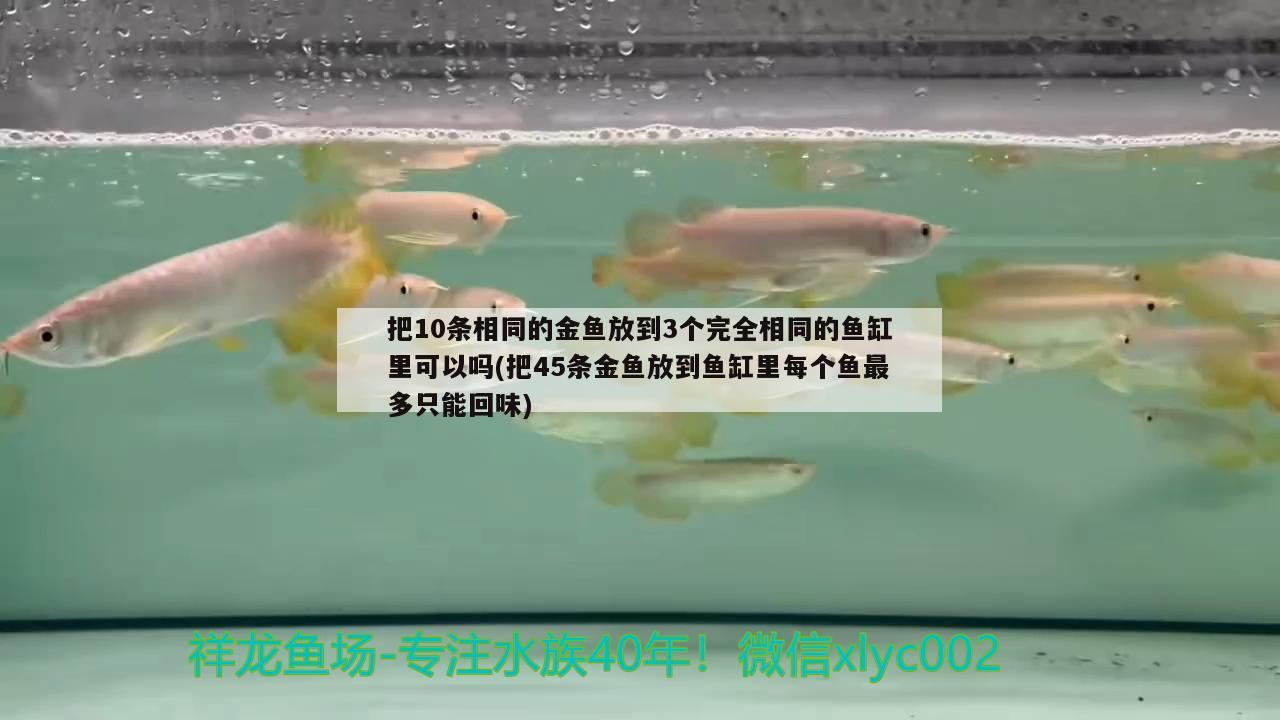 把10条相同的金鱼放到3个完全相同的鱼缸里可以吗(把45条金鱼放到鱼缸里每个鱼最多只能回味) 白子红龙鱼