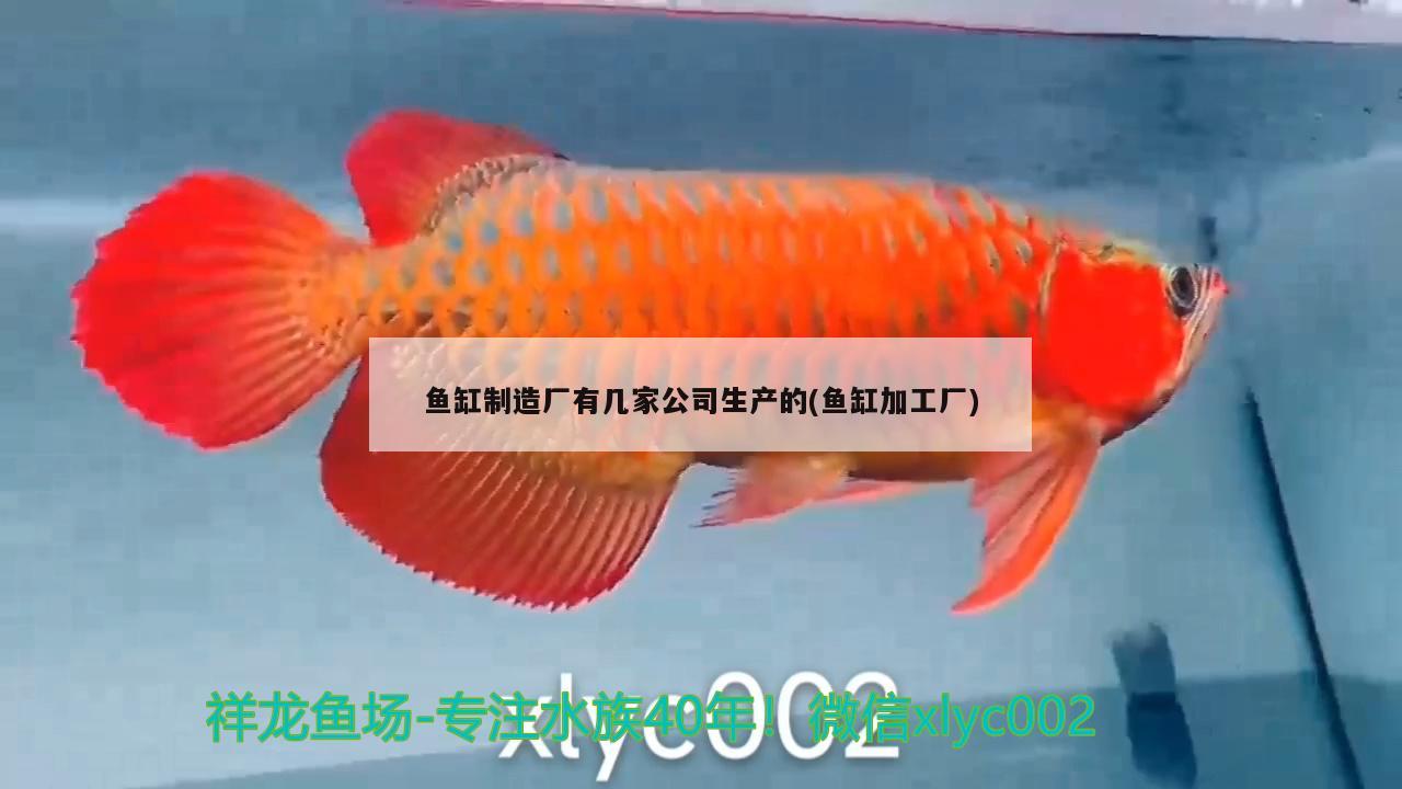 鱼缸制造厂有几家公司生产的(鱼缸加工厂) 黄金鸭嘴鱼