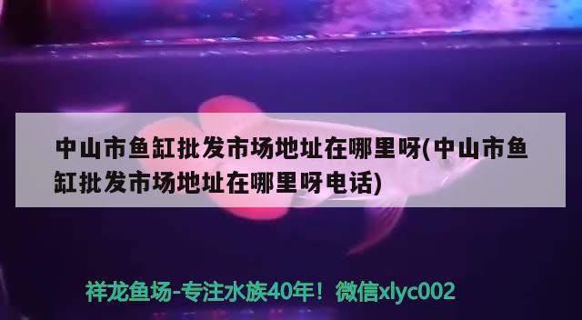 中山市鱼缸批发市场地址在哪里呀(中山市鱼缸批发市场地址在哪里呀电话) 三间鼠鱼苗