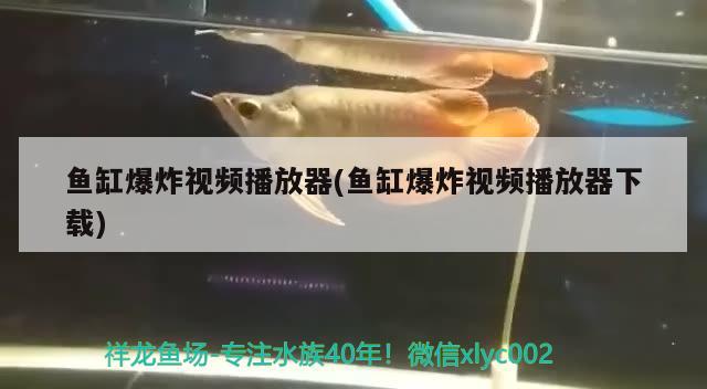 鱼缸爆炸视频播放器(鱼缸爆炸视频播放器下载) 红魔王银版鱼