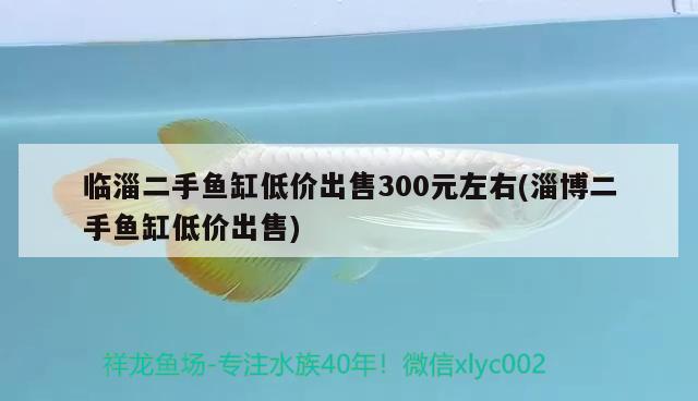 临淄二手鱼缸低价出售300元左右(淄博二手鱼缸低价出售) 魟鱼