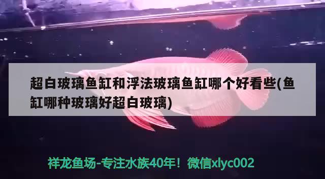 超白玻璃鱼缸和浮法玻璃鱼缸哪个好看些(鱼缸哪种玻璃好超白玻璃)