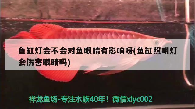 鱼缸灯会不会对鱼眼睛有影响呀(鱼缸照明灯会伤害眼睛吗) 黑白双星