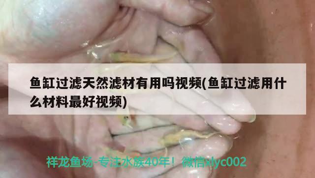 鱼缸过滤天然滤材有用吗视频(鱼缸过滤用什么材料最好视频) 赤荔凤冠鱼