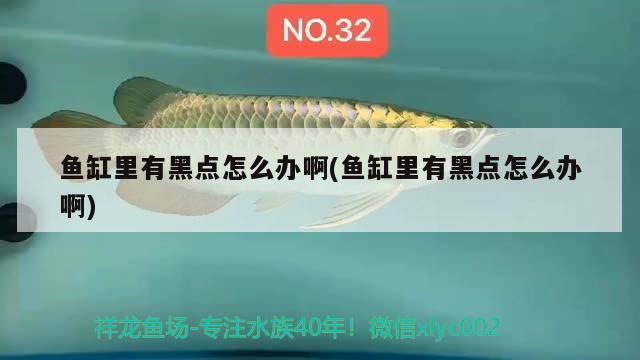 鱼缸里有黑点怎么办啊(鱼缸里有黑点怎么办啊) 广州水族批发市场