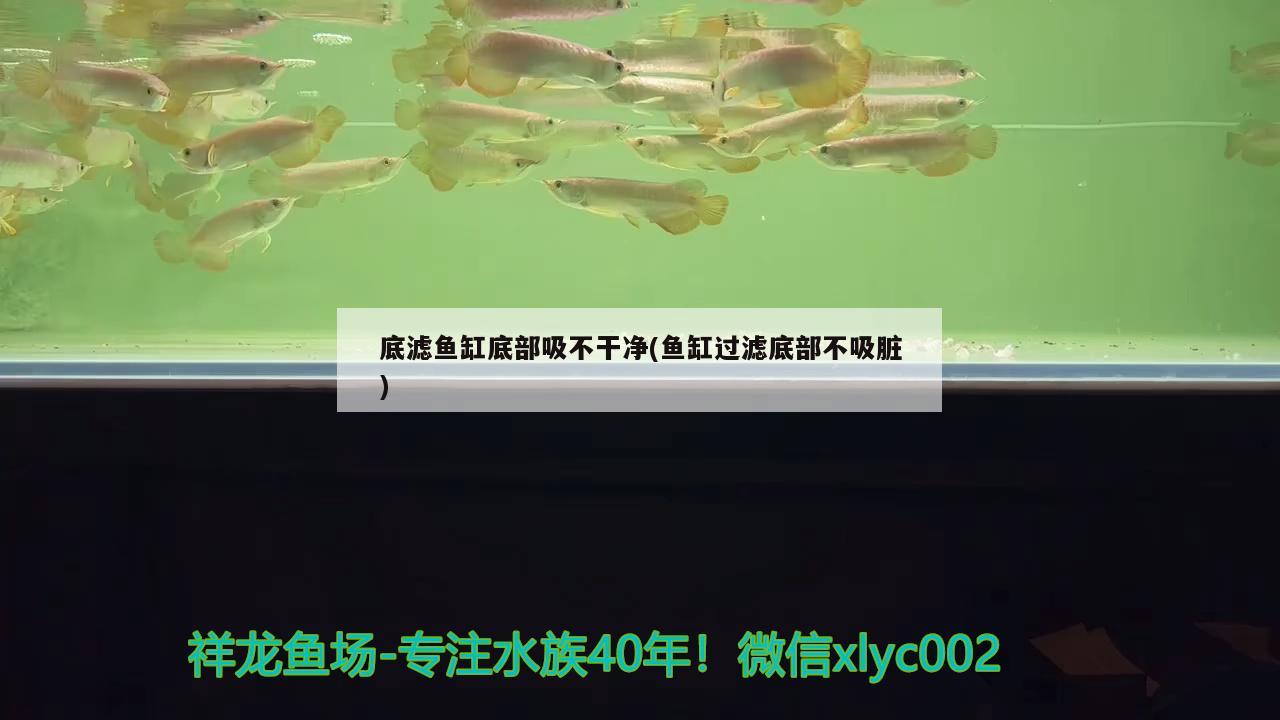 底滤鱼缸底部吸不干净(鱼缸过滤底部不吸脏) 广州观赏鱼批发市场