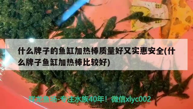 什么牌子的鱼缸加热棒质量好又实惠安全(什么牌子鱼缸加热棒比较好)