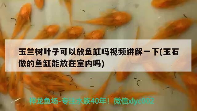 玉兰树叶子可以放鱼缸吗视频讲解一下(玉石做的鱼缸能放在室内吗) 泰国虎鱼