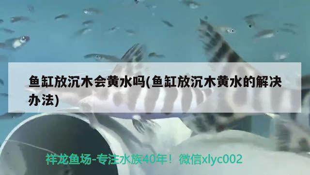 鱼缸放沉木会黄水吗(鱼缸放沉木黄水的解决办法) 观赏鱼饲料