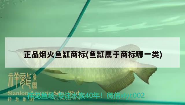 正品烟火鱼缸商标(鱼缸属于商标哪一类) 黄金河虎鱼