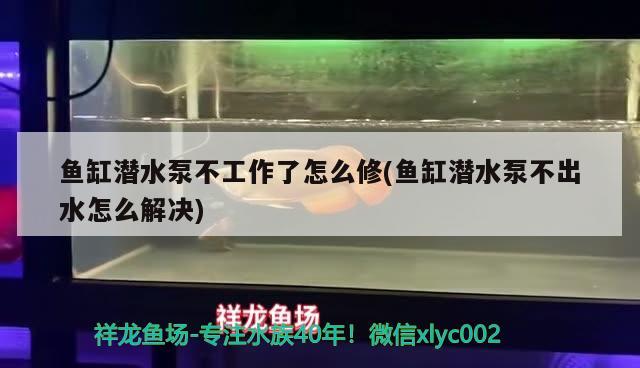 鱼缸潜水泵不工作了怎么修(鱼缸潜水泵不出水怎么解决) 三间鼠鱼 第1张