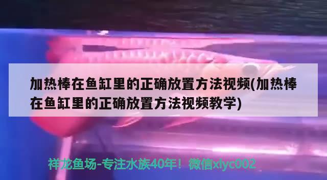 加热棒在鱼缸里的正确放置方法视频(加热棒在鱼缸里的正确放置方法视频教学)