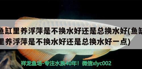 鱼缸里养浮萍是不换水好还是总换水好(鱼缸里养浮萍是不换水好还是总换水好一点)