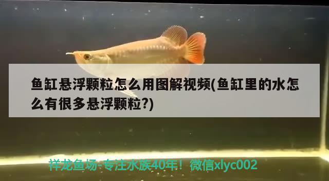 鱼缸悬浮颗粒怎么用图解视频(鱼缸里的水怎么有很多悬浮颗粒?)