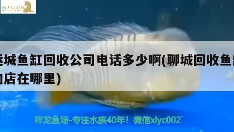 运城鱼缸回收公司电话多少啊(聊城回收鱼缸的店在哪里) 黄吉金龙（白子金龙鱼）