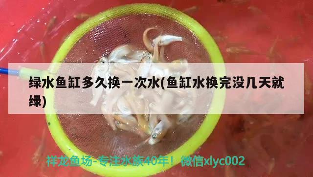 绿水鱼缸多久换一次水(鱼缸水换完没几天就绿)