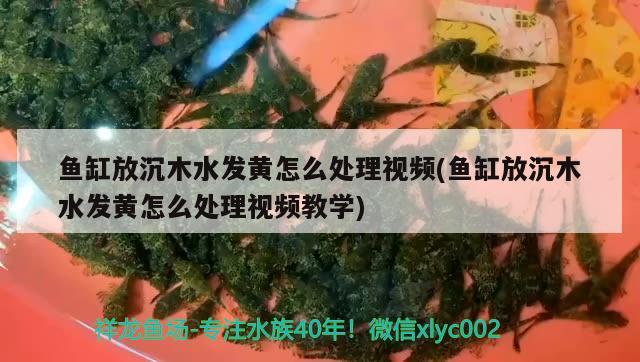 鱼缸放沉木水发黄怎么处理视频(鱼缸放沉木水发黄怎么处理视频教学)