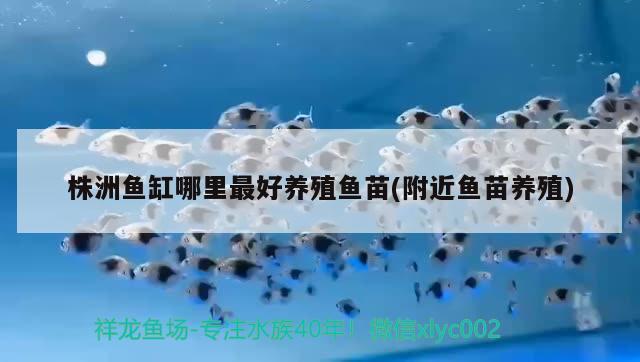 株洲鱼缸哪里最好养殖鱼苗(附近鱼苗养殖) 广州水族器材滤材批发市场