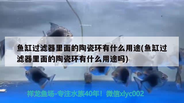 鱼缸过滤器里面的陶瓷环有什么用途(鱼缸过滤器里面的陶瓷环有什么用途吗)