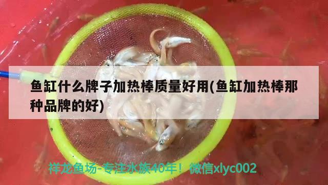 鱼缸什么牌子加热棒质量好用(鱼缸加热棒那种品牌的好) 泰庞海鲢鱼