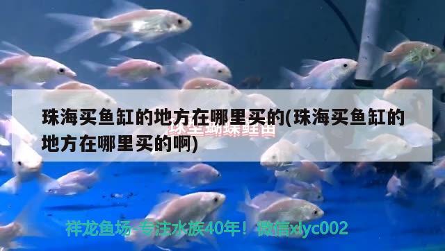 珠海买鱼缸的地方在哪里买的(珠海买鱼缸的地方在哪里买的啊)