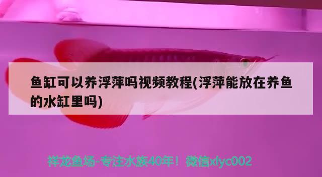 鱼缸可以养浮萍吗视频教程(浮萍能放在养鱼的水缸里吗) 祥龙赫舞红龙鱼