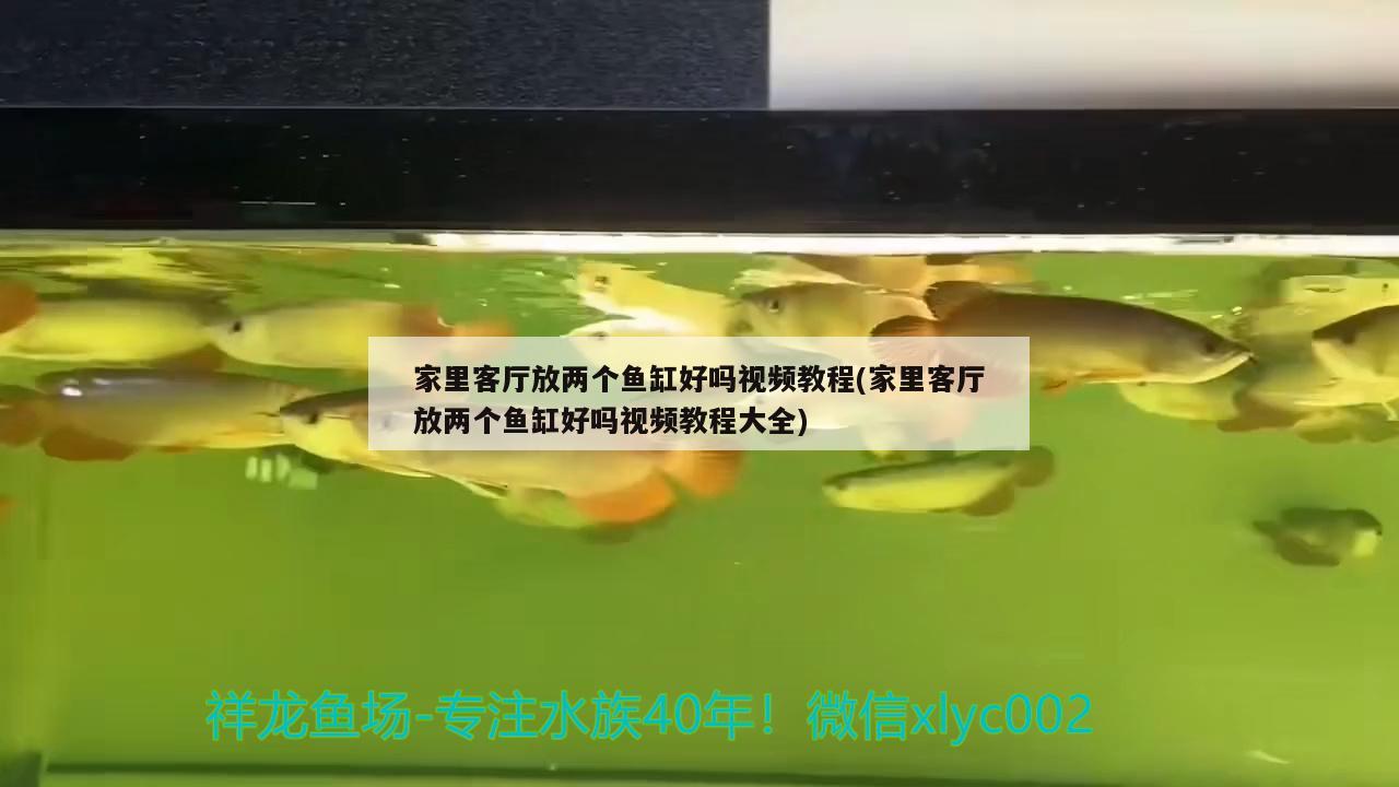 家里客厅放两个鱼缸好吗视频教程(家里客厅放两个鱼缸好吗视频教程大全)
