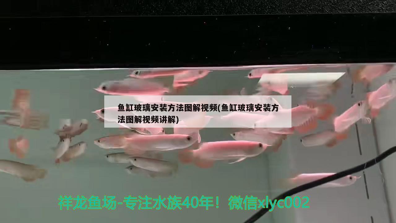 鱼缸玻璃安装方法图解视频(鱼缸玻璃安装方法图解视频讲解) 白子金龙鱼