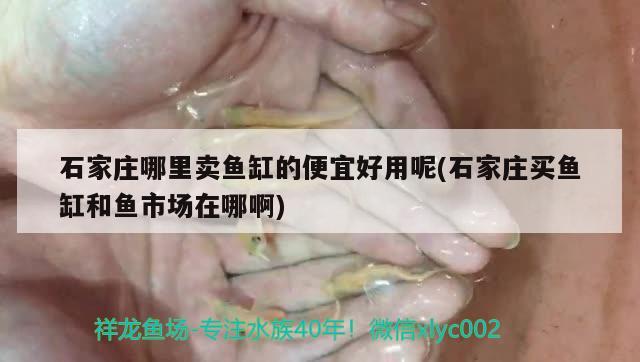 石家庄哪里卖鱼缸的便宜好用呢(石家庄买鱼缸和鱼市场在哪啊)