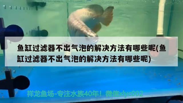 鱼缸过滤器不出气泡的解决方法有哪些呢(鱼缸过滤器不出气泡的解决方法有哪些呢) 苏虎